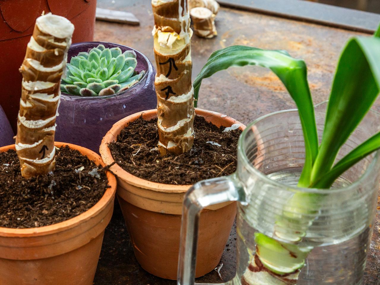 Neues Leben fr alte Yucca-Palme