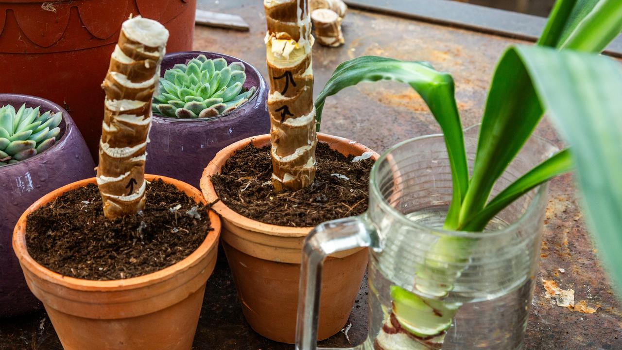 Stecklinge einer Yucca im Blumentopf und Wasserglas