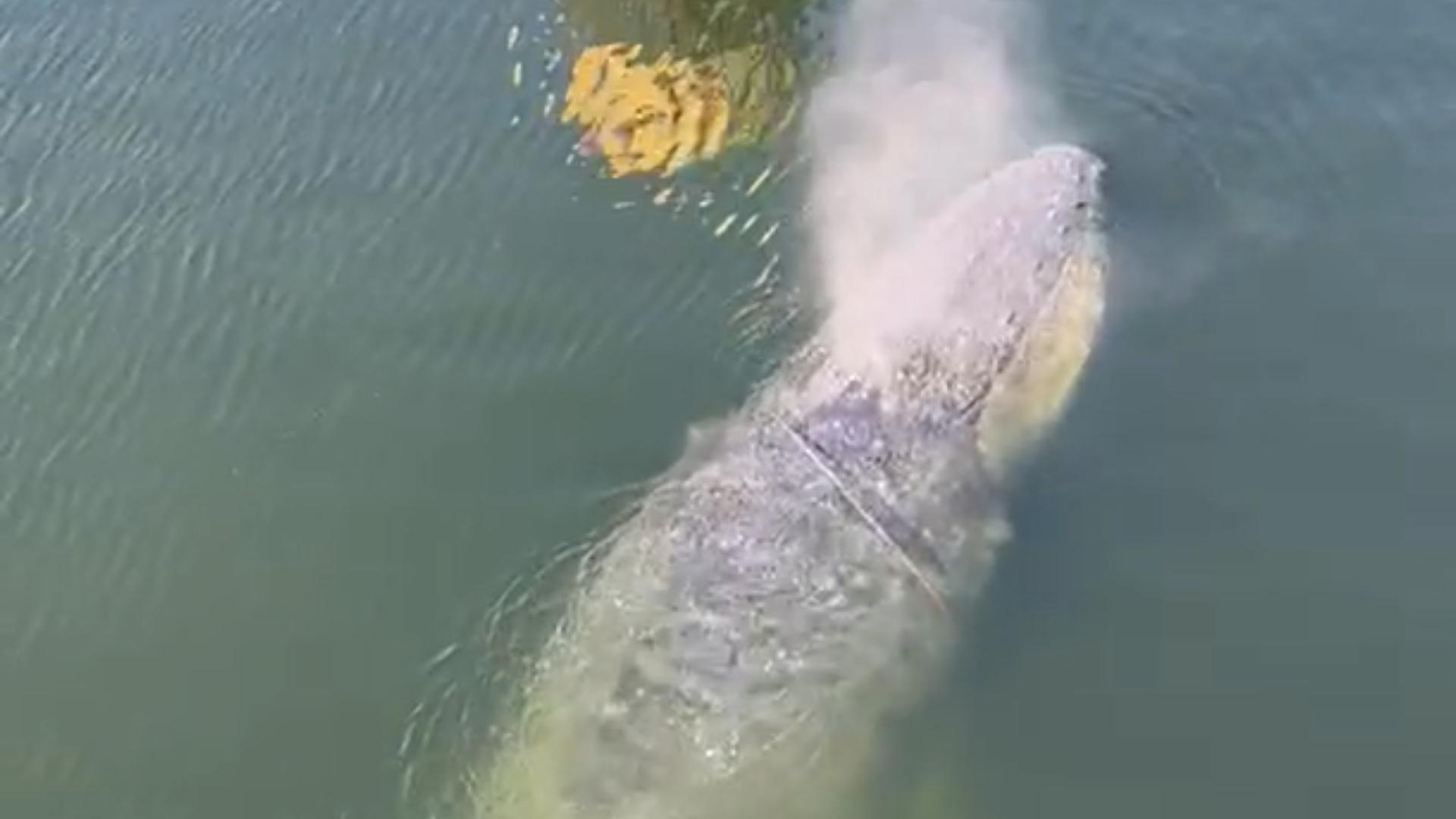Wal in Wismar gesichtet: Naturschauspiel im Hafenbecken