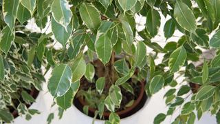 Birkenfeige pflegen: Die Zimmerpflanze Ficus benjamina | ndr.de