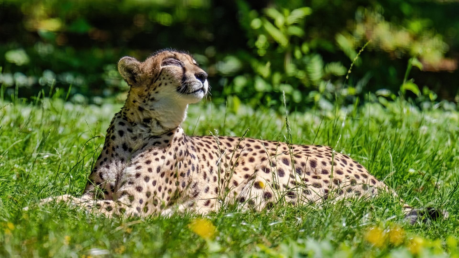 Rostocker Zoo musste Gepardin Malika einschläfern