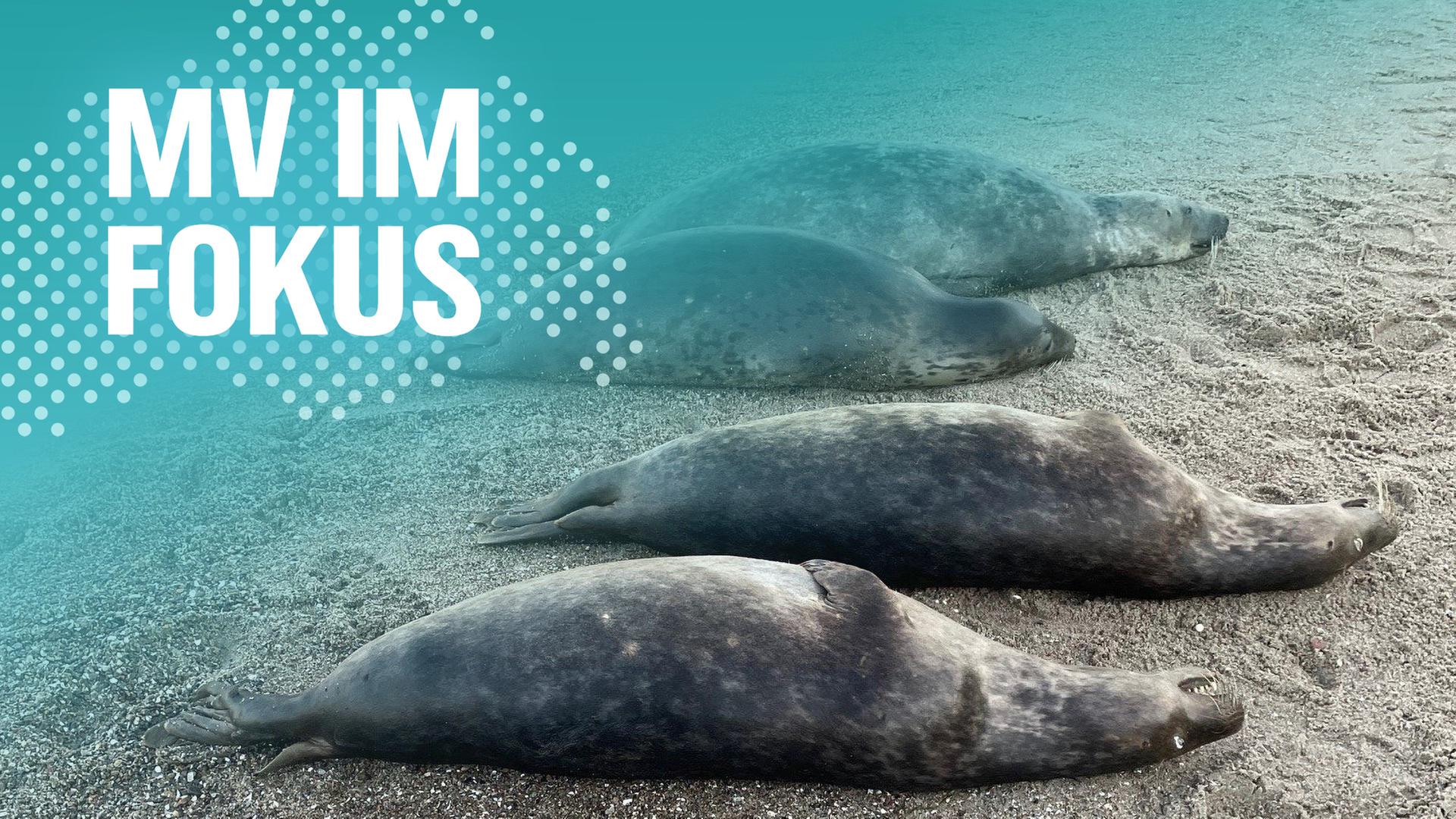 Ungeklärtes Robbensterben in der Ostsee? Rätsel vor Rügen