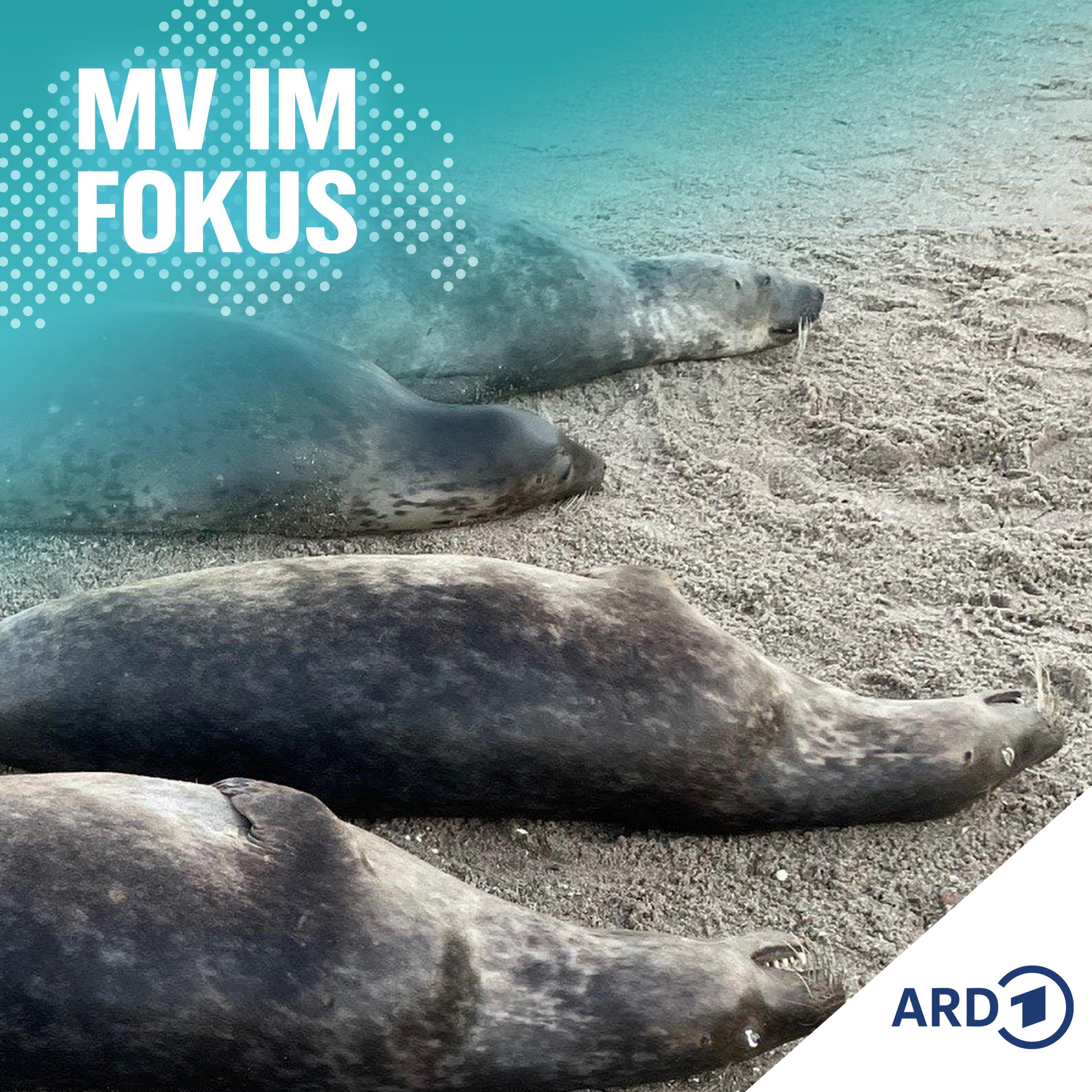 Ungeklärtes Robbensterben in der Ostsee? Rätsel vor Rügen episode artwork