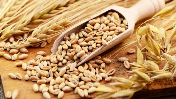 Getreidekörner auf einer kleinen Holzschaufel. | Fotolia, photocrew Getreidekörner auf einer kleinen Holzschaufel.