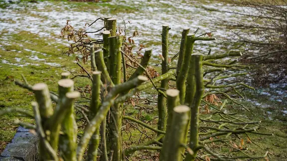Beim Auf-Stock-Setzen wird die Hecke so stark gekürzt, dass nur Stämme und wenige Äste stehen bleiben. | NDR/Udo Tanske Eine auf Stock gesetzte Hainbuchenhecke im Winter