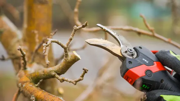 Ein Apfelbaum wird im Winter beschnitten