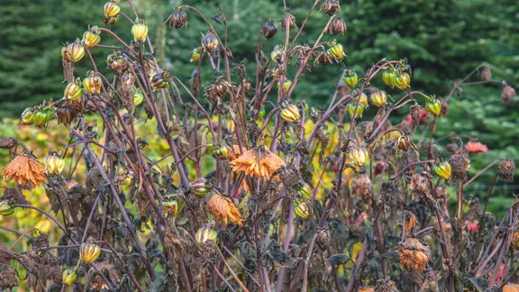 Abgeblühte Dahlien
