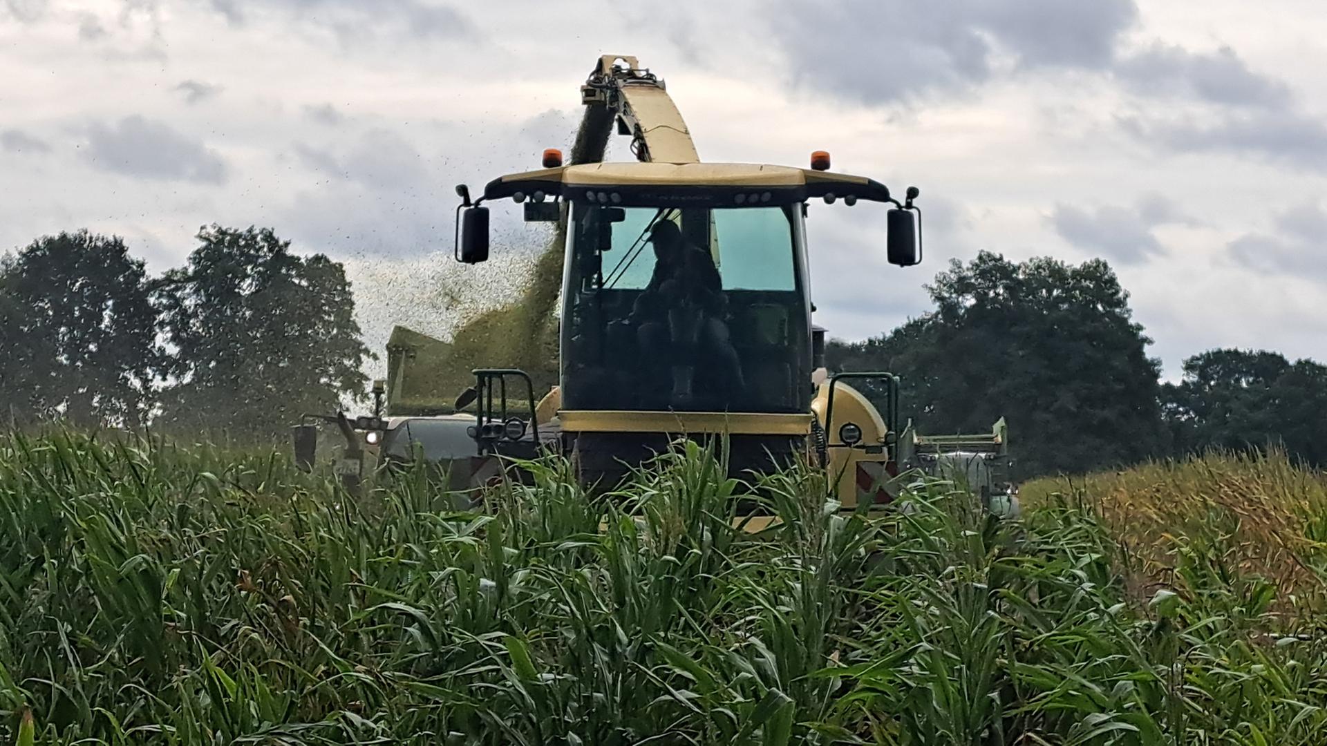 Auf einem Feld wird Mais mit einem Maishäcksler geerntet. | NDR, Birgit Stamerjohanns