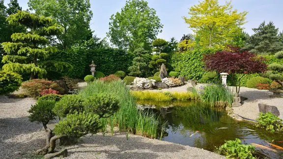 thuja töten Thuja occidentalis 'SMNTOBAB' Tater Tot&reg; – Park Seed main image 1