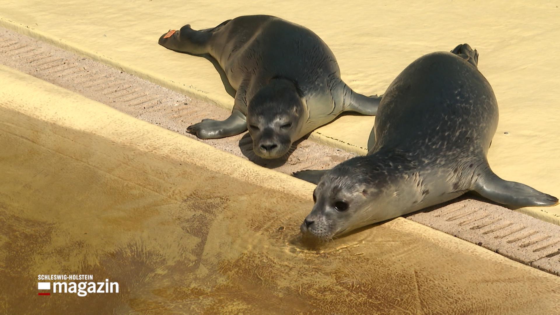Seehundstation Friedrichskoog päppelt kleine Heuler auf