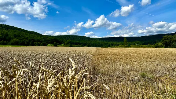 Ein zur Hälfte geerntetes Weizenfeld in Springe
