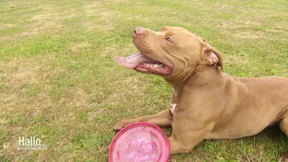 Der Kampfhund Pablo heißt jetzt Mogli und sucht nach einem neuen Meister.