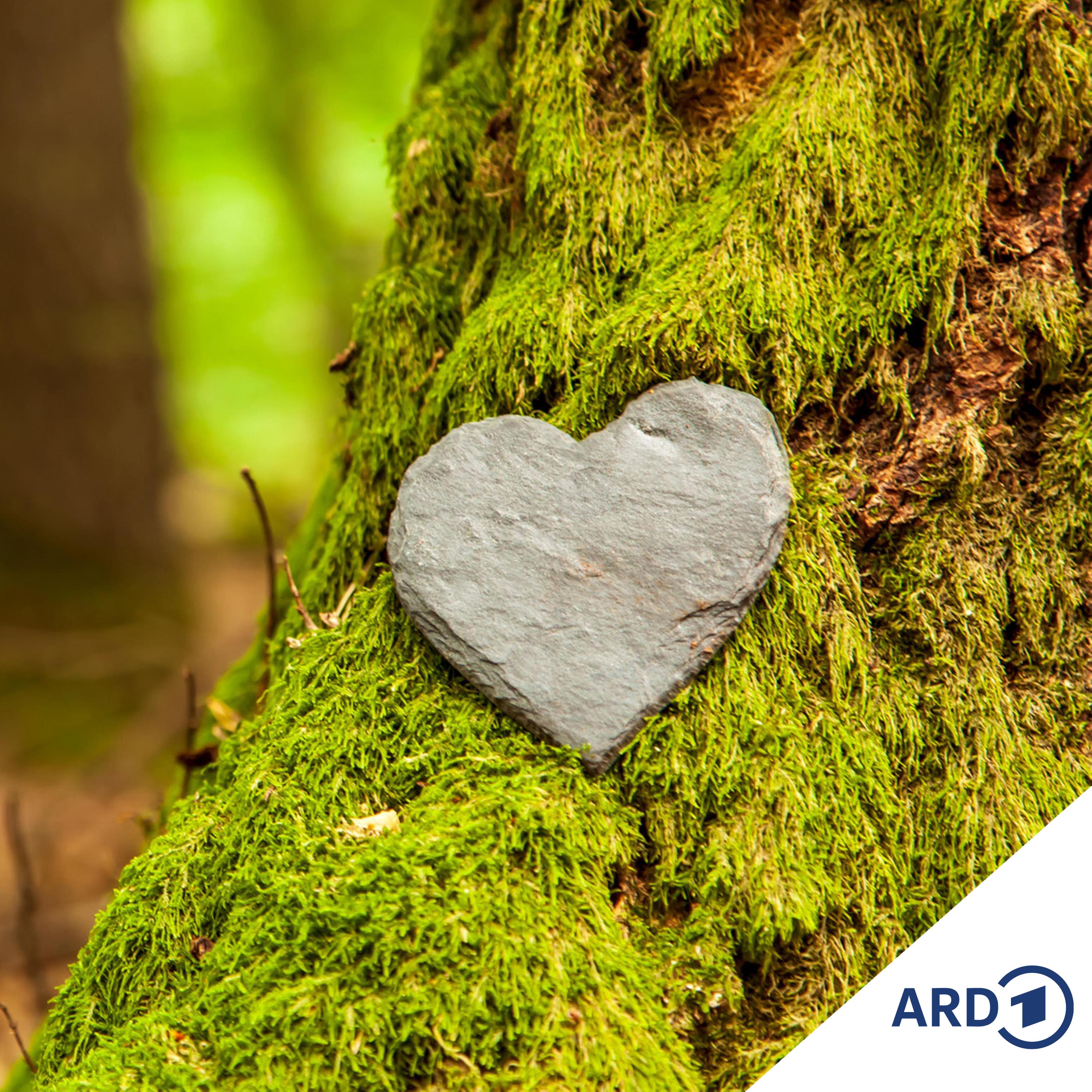 Mikado: Wie können wir unsere Wälder schützen?