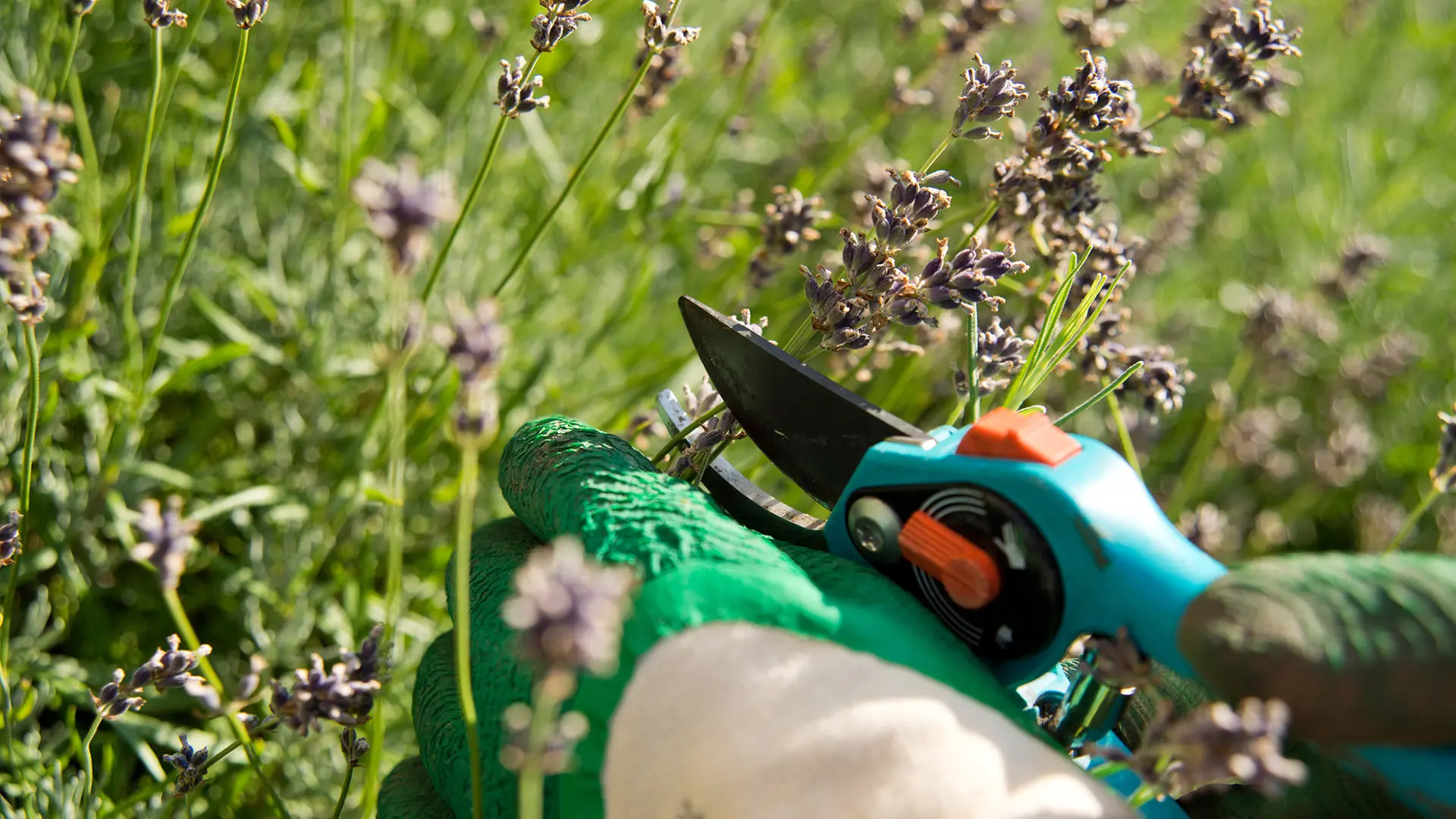 Pruning dead lavender in summer