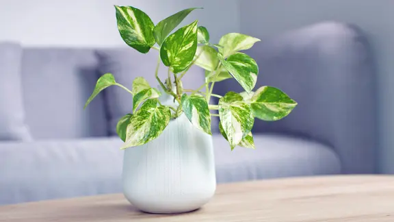 Schneidet man die Efeutute regelmäßig, behält sie eine kompakte und buschige Wuchsform. | Colourbox, Tharakorn Arunothai Eine kleine Efeutute steht auf einem Tisch vor einem Sofa.