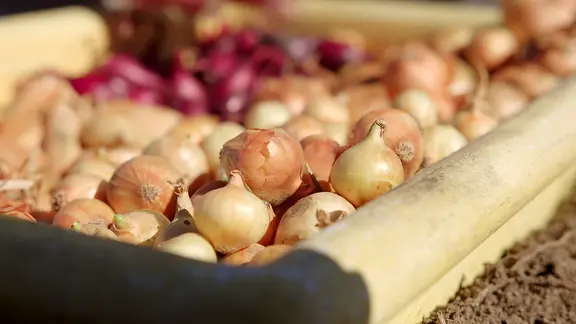 Zwiebeln stecken: So gelingt der Anbau im Garten | ndr.de