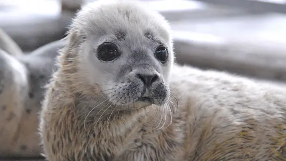 Der Heuler "Lea" liegt in der Seehundstation Norddeich auf dem Boden.