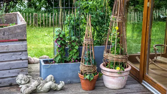 Sichtschutz aus Pflanzen im Kbel: Ideal fr Terrasse und Balkon | ndr.de