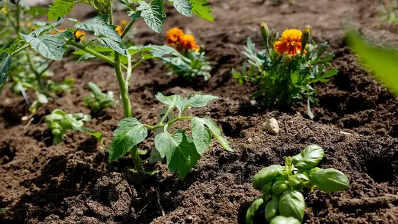 Basilikum oder Tagetes schützen Tomaten vor Schädlingen. | NDR, Udo Tanske Mischkultur aus Tomate, Tagetes und Basilikum