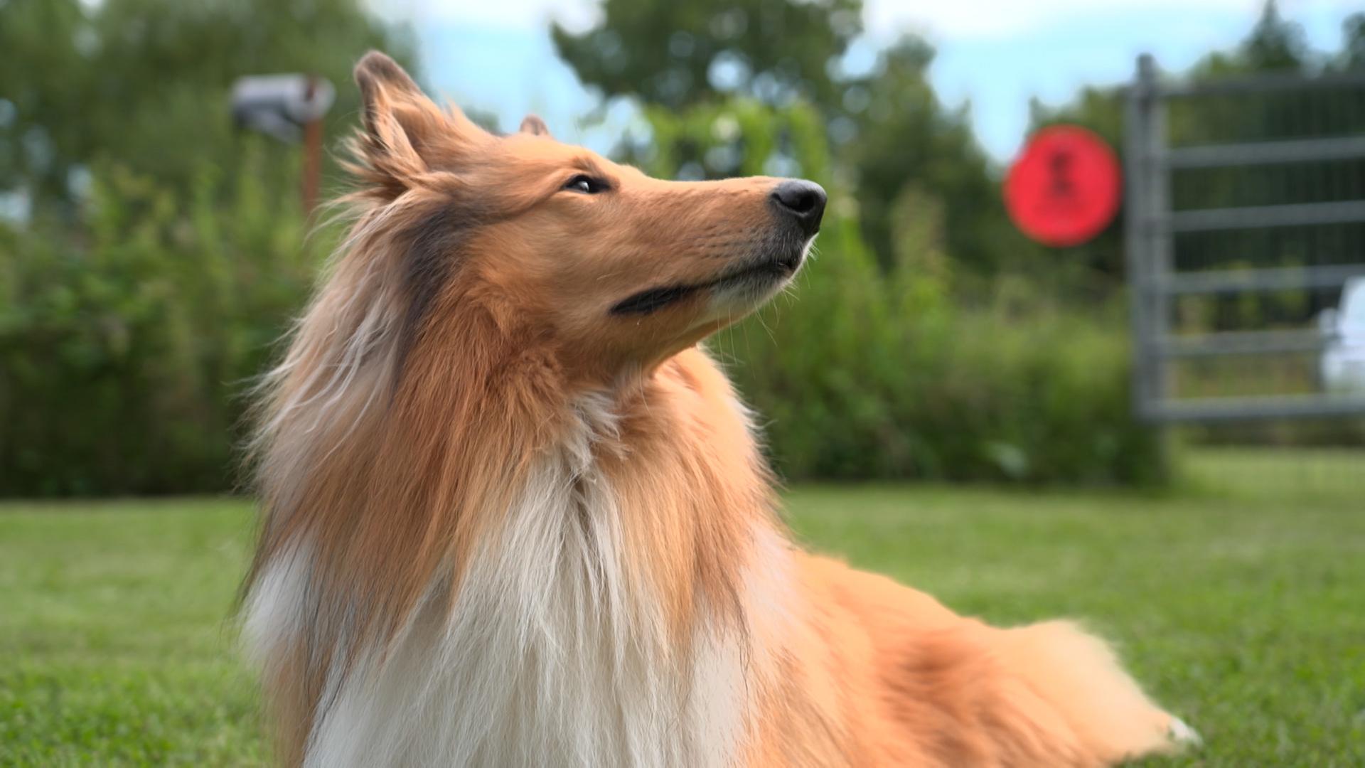 Was muss ein Mensch können, um einen Hund zu halten?