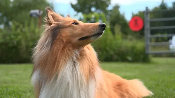 Ein Collie. | NDR Ein Collie.