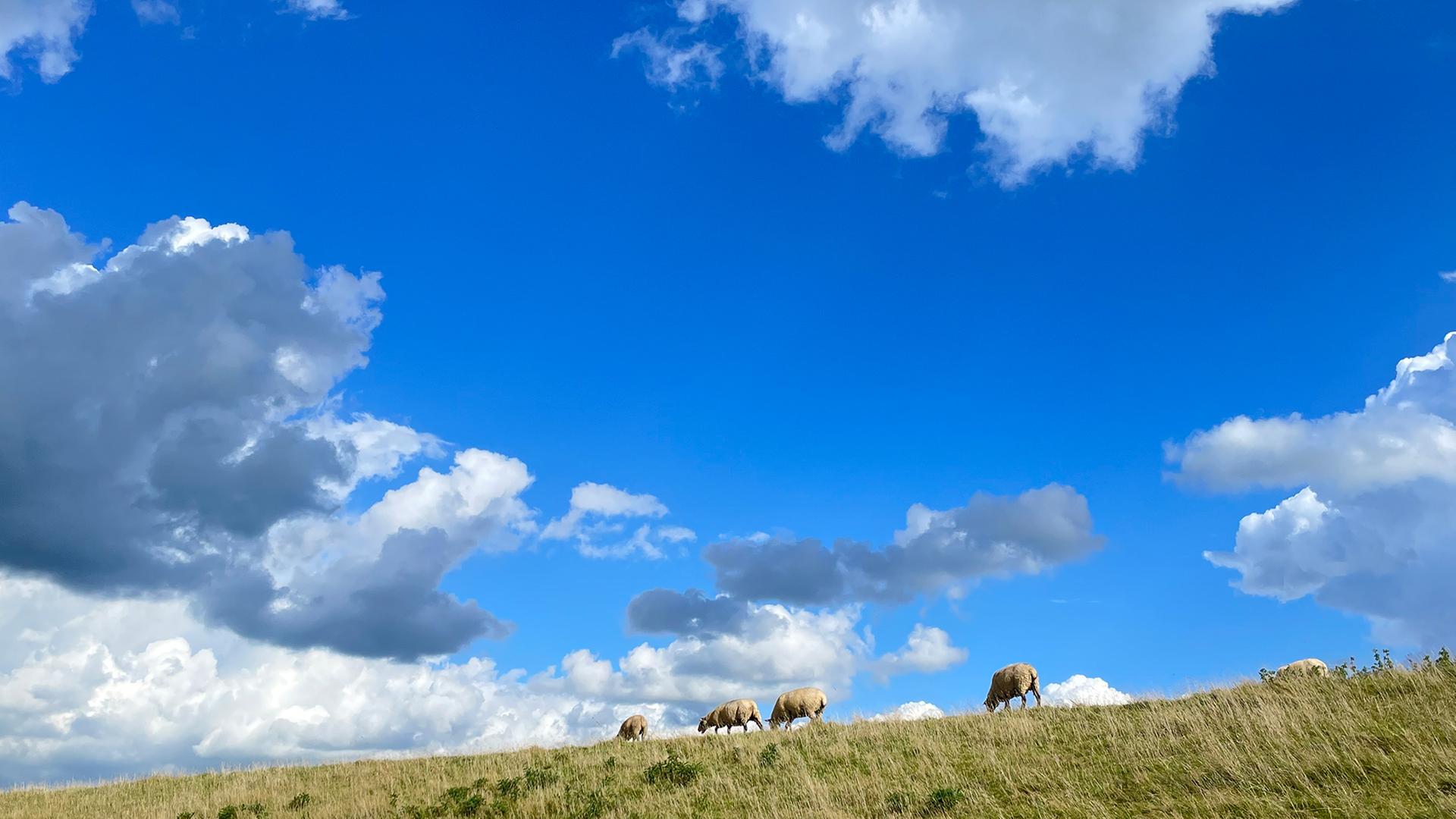 Schafe vor einem blauen Himmel mit Wolken. | NDR, Ruth Tuschinski
