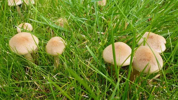 Pilze im Rasen