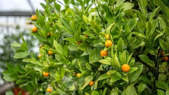 Ein Zitrusbaum in einem Gewächshaus | NDR, Udo Tanske Ein Zitrusbaum in einem Gewächshaus