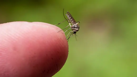 Stechmücke auf einem Finger