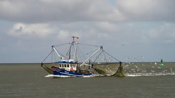 Ein Krabbenkutter mit ausgeworfenem Netz fährt auf der Nordsee, dahinter ein Schwarm Möwen.