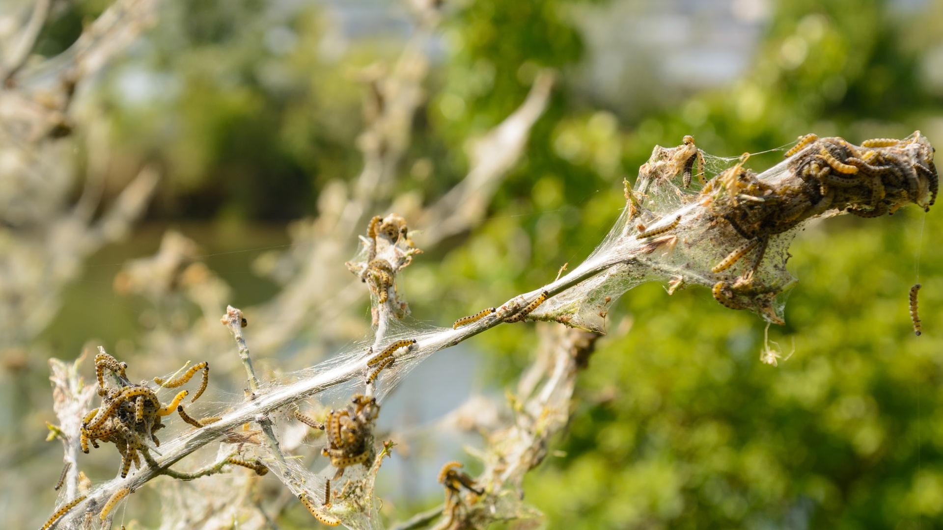 Gespinstmotte bekmpfen: Was hilft gegen die Raupen im Baum? | ndr.de