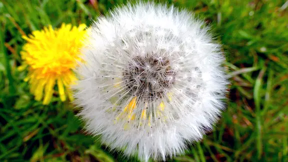 Eine reife Löwenzahnpflanze ("Pusteblume").