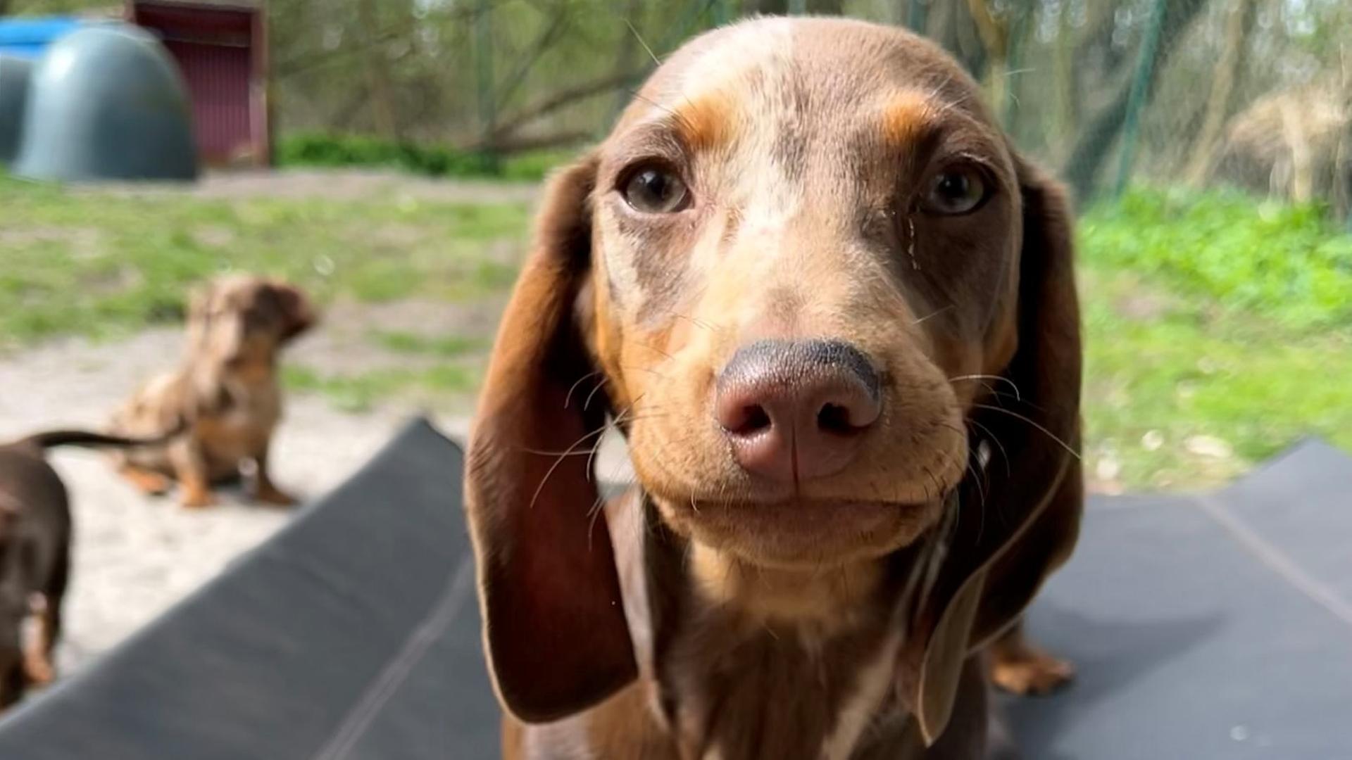 Ein Dackel schaut in die Kamera | NDR/Anna Körber