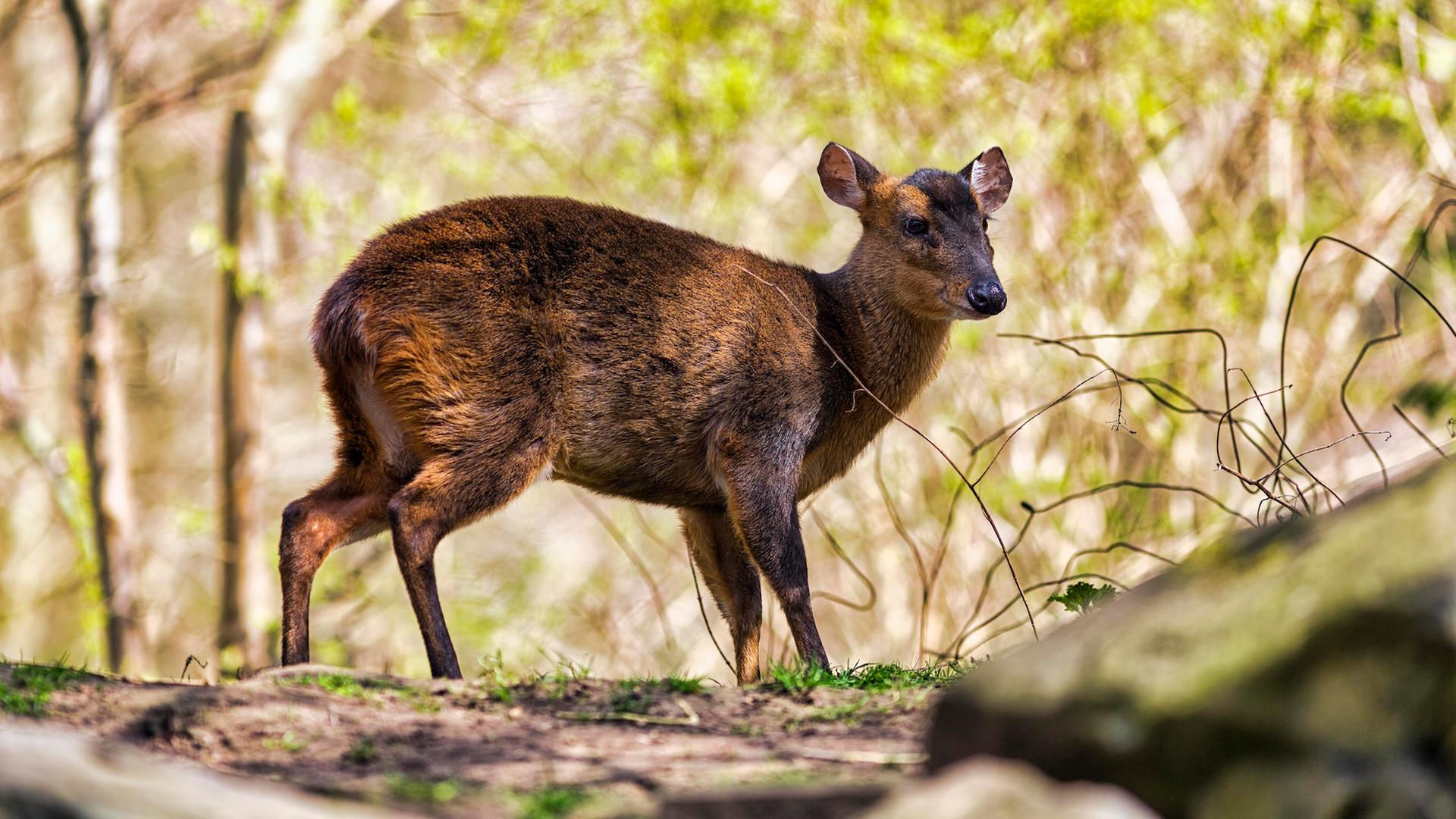 Ein Chinesischer Muntjak steht in einem Gehege im Zoo Hannover. | picture alliance / imageBROKER, Angela to Roxel