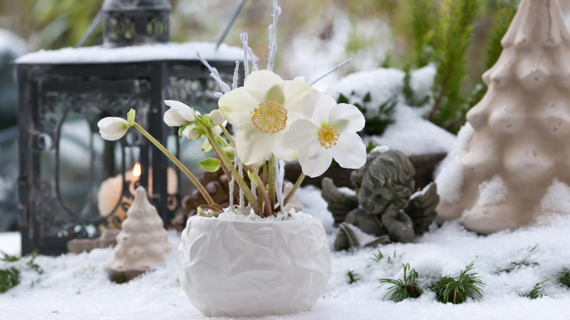 Christrosen Giessen Im Winter