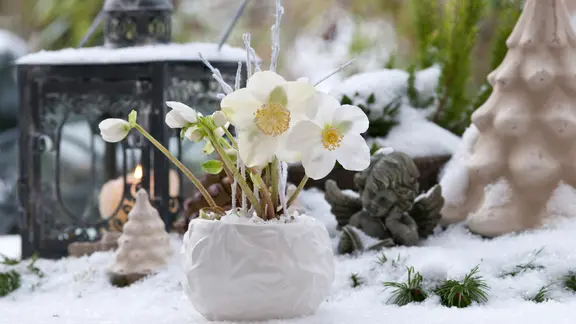 Weiße Christrose auf einem verschneitenTerrassentisch
