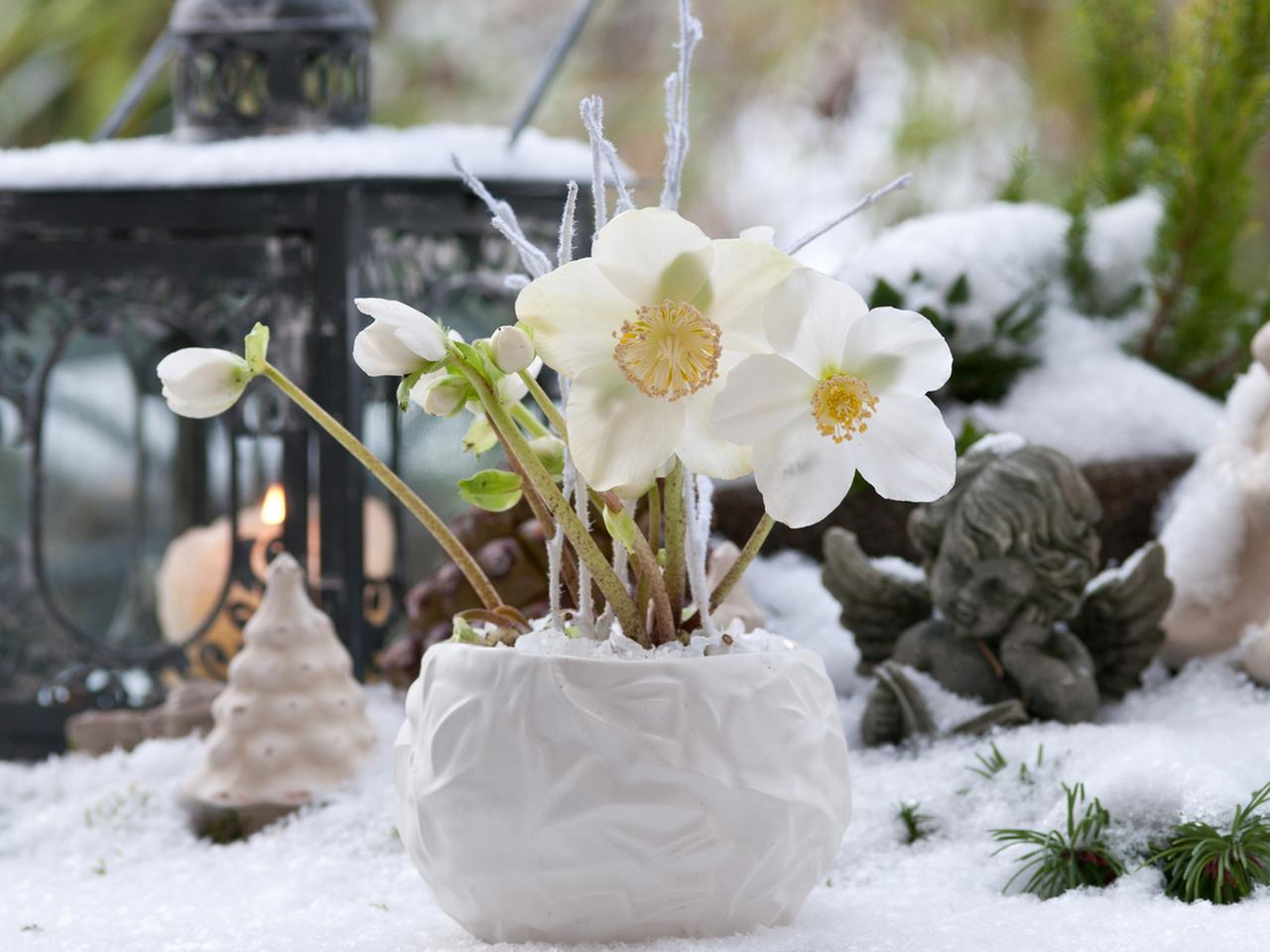 Christrose pflegen: So gedeiht die winterharte Pflanze | ndr.de