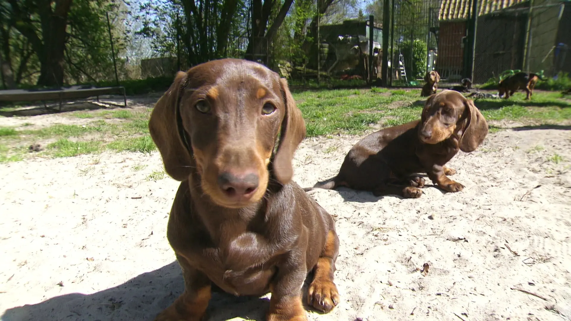 Dackel-Trend: Tierheim Sedelsberg musste 17 Tiere aufnehmen