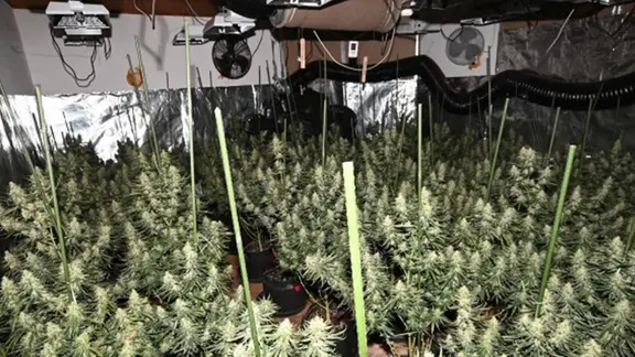 In einem Raum stehen viele Cannabis-Pflanzen, an der Decke hängen Lüftungsgeräte.