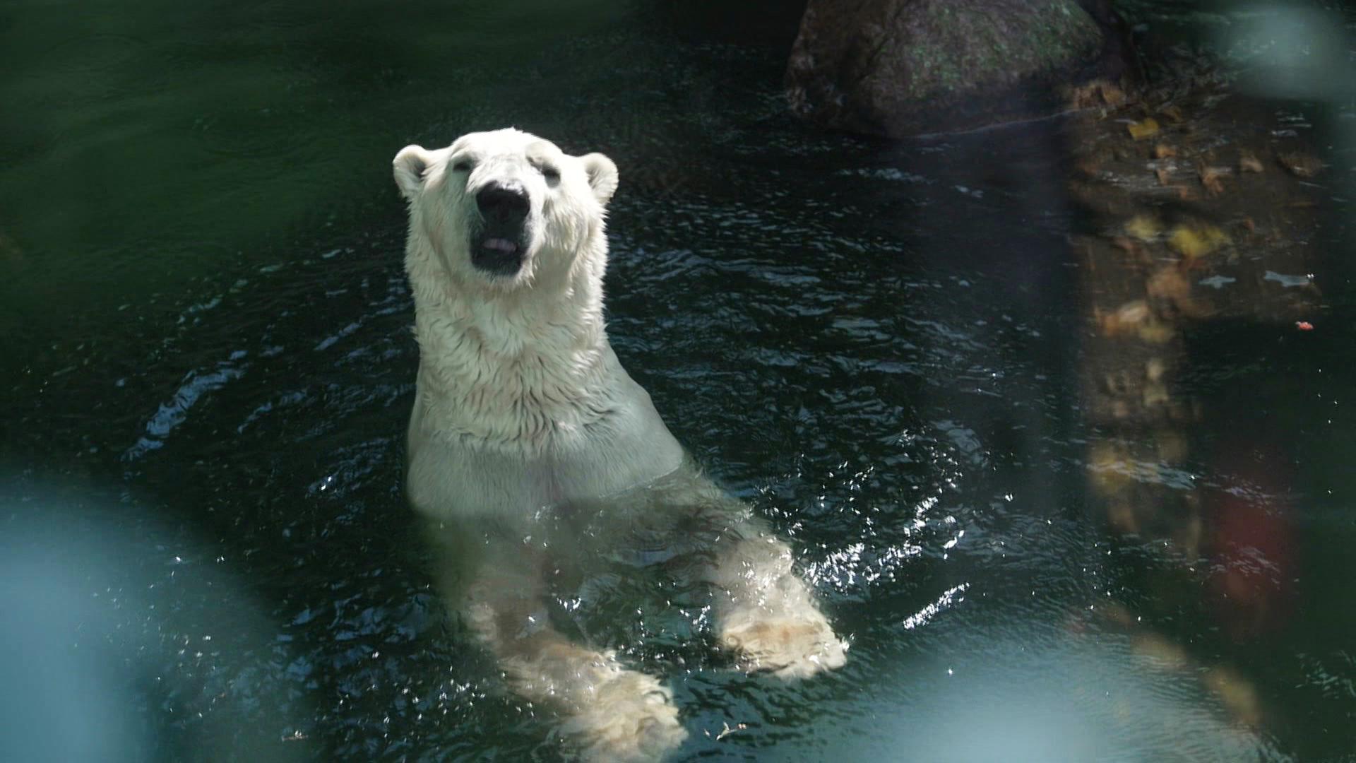 Eisbär im Tierpark Neumünster: Warum seine Haltung umstritten ist