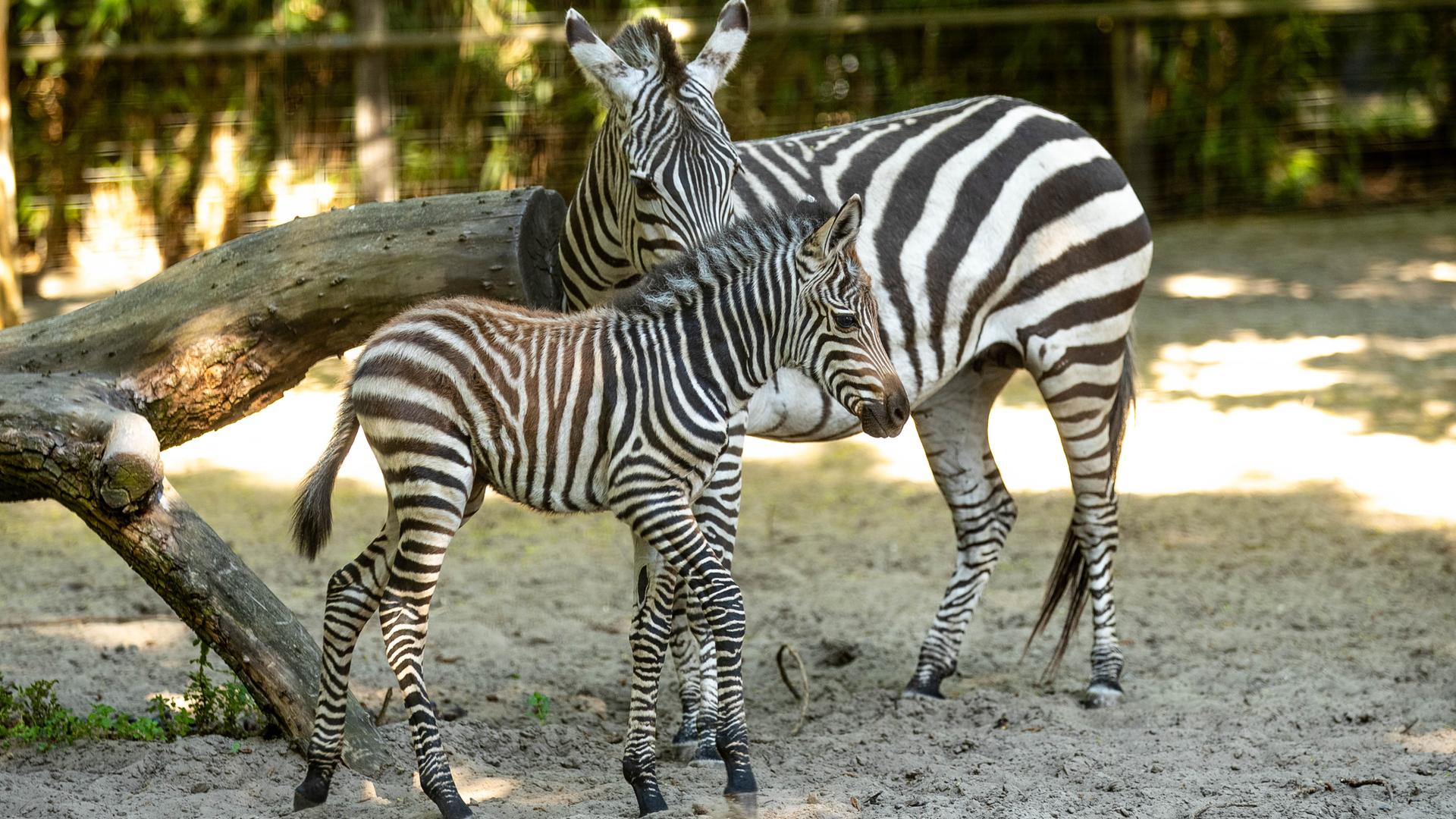 Ein Zebrafohlen und seine Mutter stehen im Gehege im Tierpark Ströhen. | Tierpark Ströhen