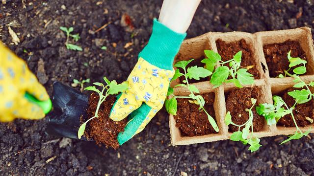 feige im topf dngen ProviPlant Feigen-Dnger: Fr alle Indoor- & Outdoor Ficus-Arten