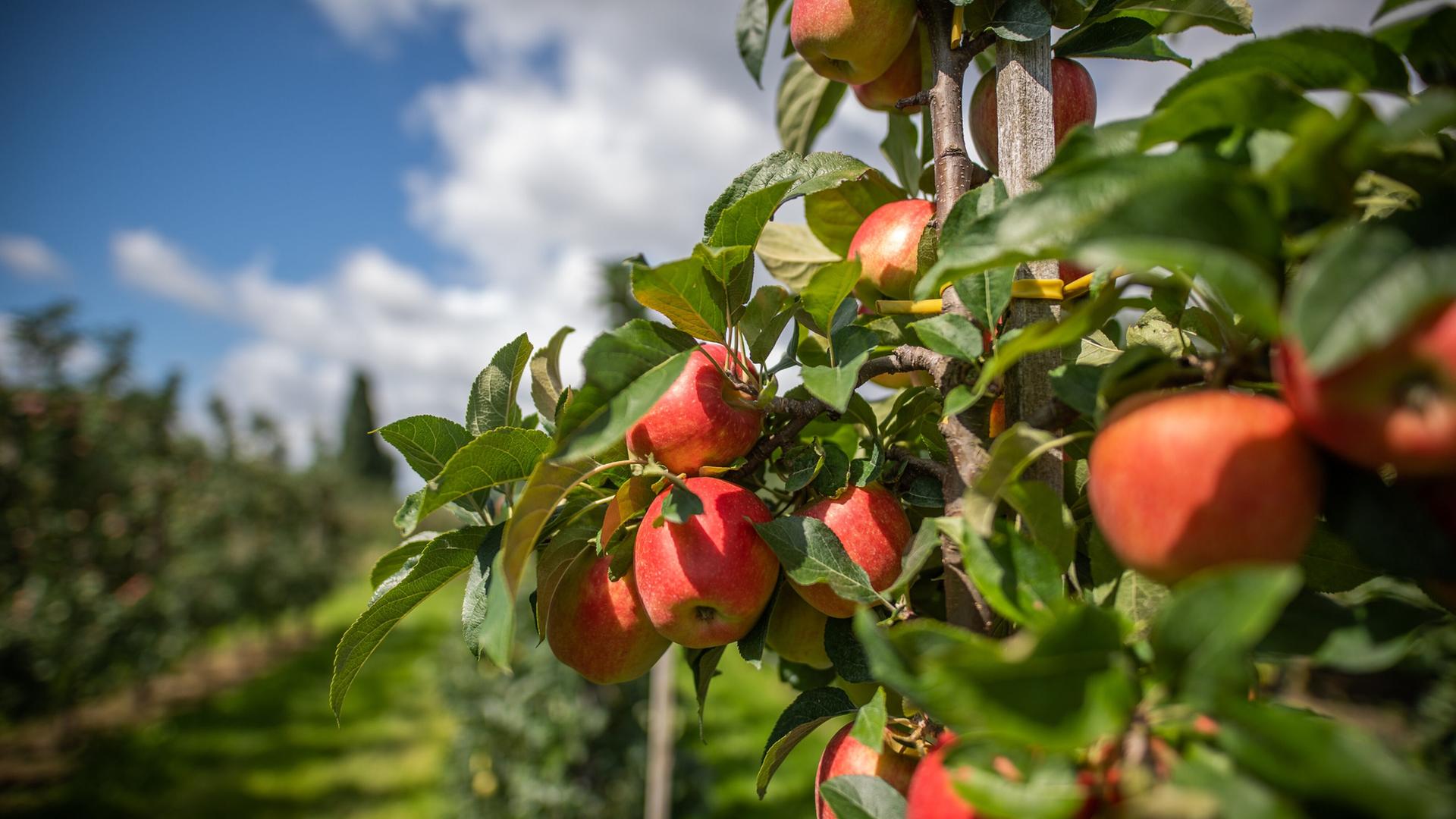 Äpfel hängen auf einem Obsthof im Alten Land am Baum. | picture alliance/dpa | Daniel Reinhardt