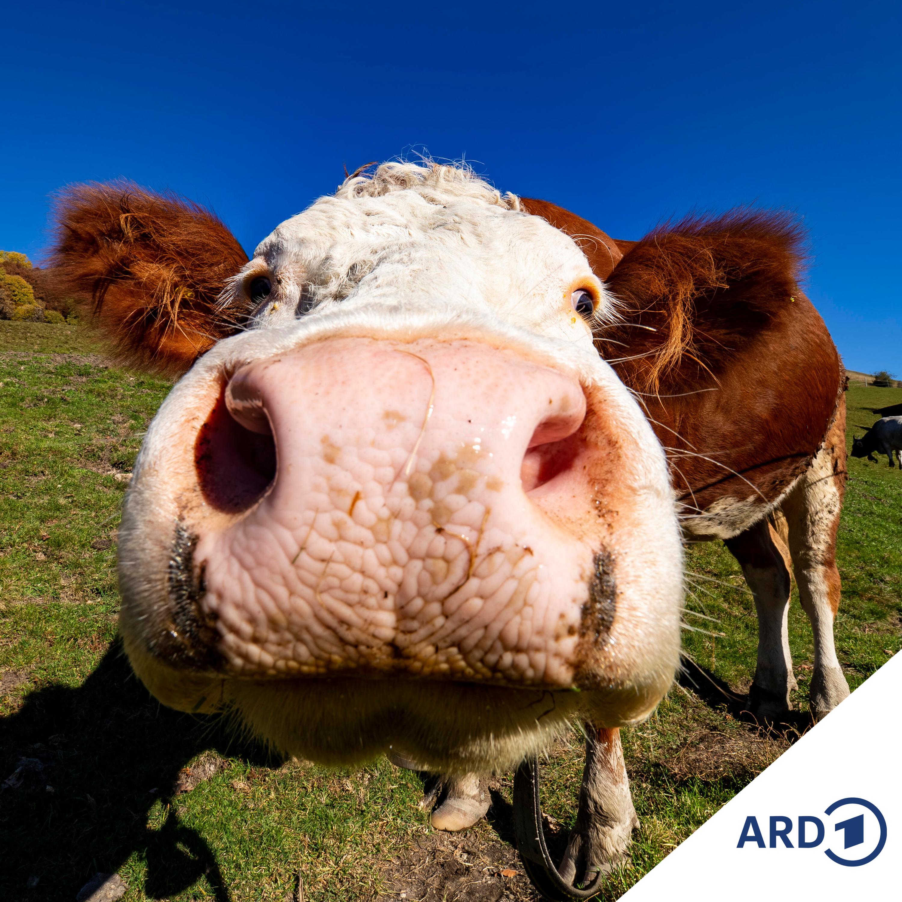 Fusion der Milchriesen - Arla und DMK planen Zusammenschluss episode artwork