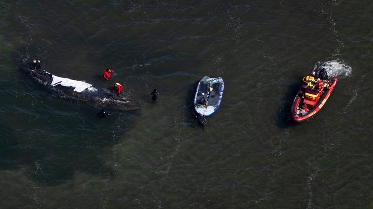 Wal-Bergung für Sonntag oder Montag geplant