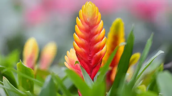 Die intensiv gefärbten Hochblätter der Vriesea sind sehr attraktiv. | Colourbox, poring Leuchtend rotes Hochblatt einer Vriesea