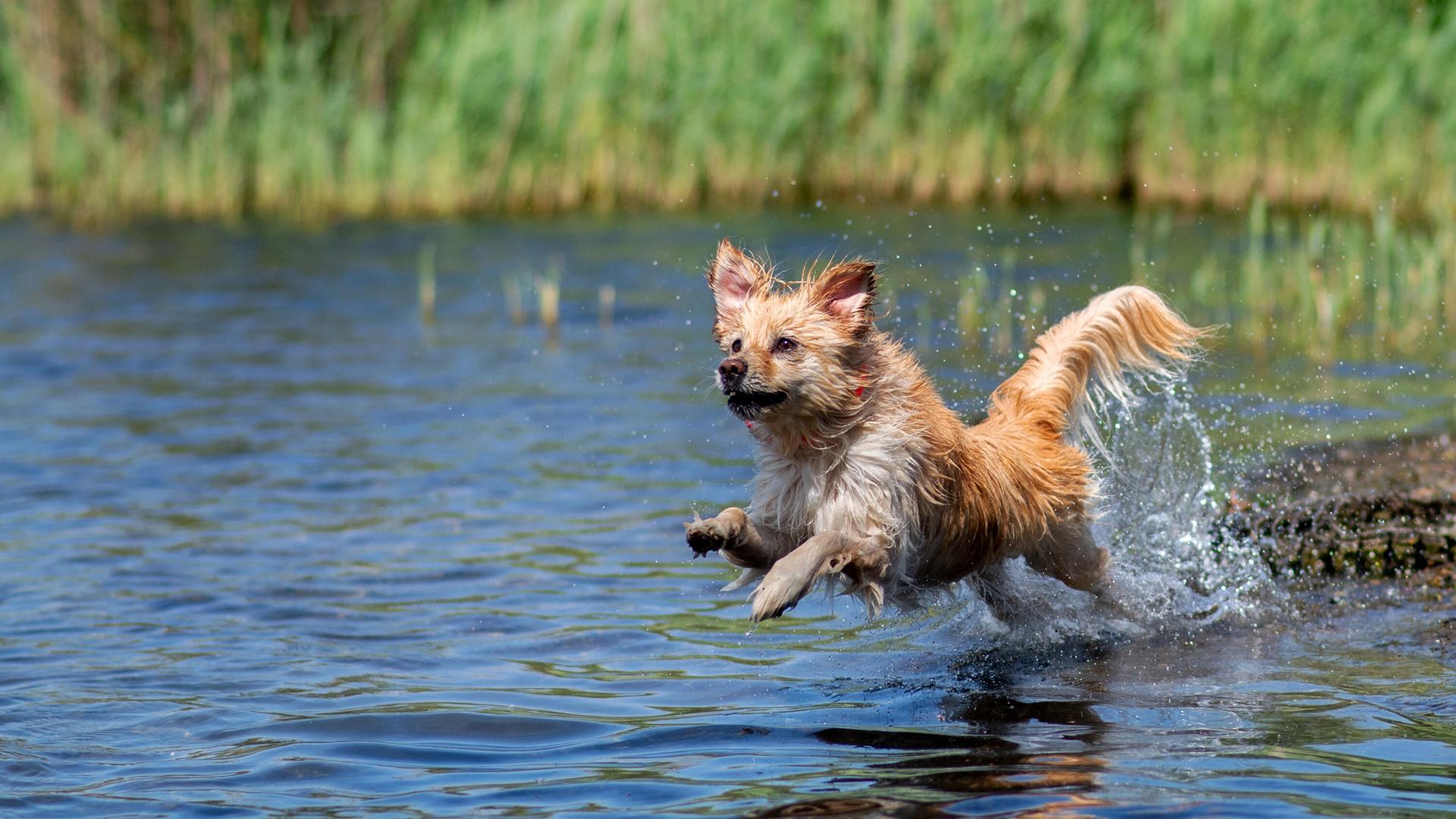 Dassow: Frau schwimmt ihrem Hund im Meer hinterher