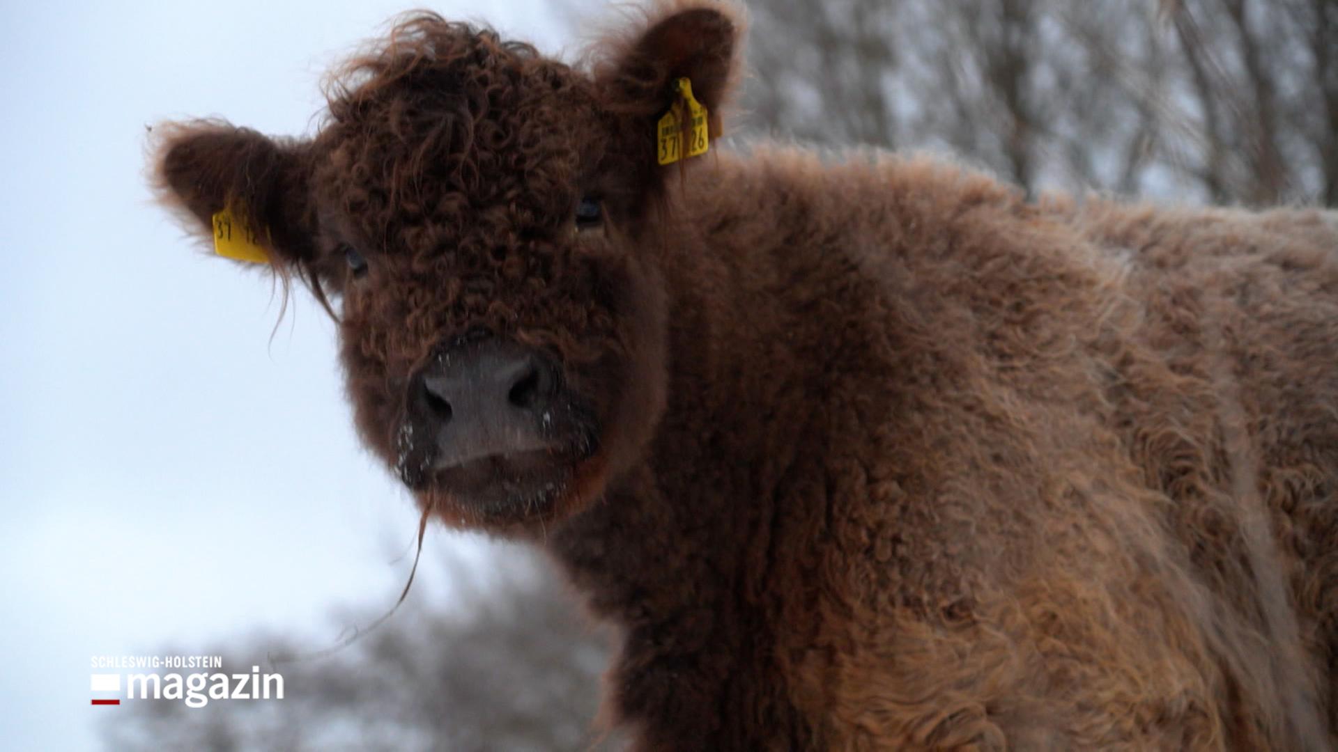 Eine Kuh blickt frontal in die Kamera | NDR