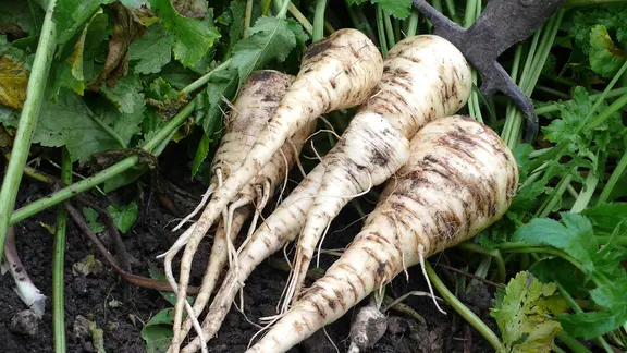 Pastinaken | fotolia.com, TwilightArtPictures Pastinaken