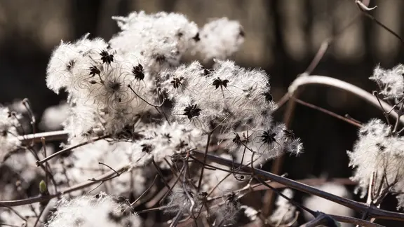 Vertrockente Clematis mit weißem Samenhaar | Colourbox, alho007 Vertrockente Clematis mit weißem Samenhaar